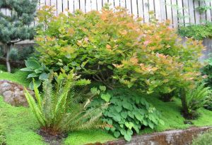 A dwarf Japanese maple from Baltzer's is a stunner in the Dobsons' garden.